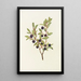 Blueberry with large leaves Vaccinium membranacea - Mary Vaux Walcott — framed artwork on a wall