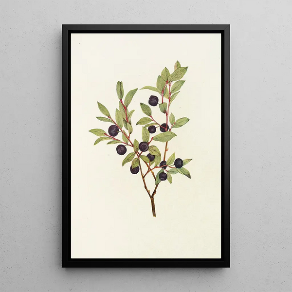 Blueberry with large leaves Vaccinium membranacea - Mary Vaux Walcott — framed artwork on a wall