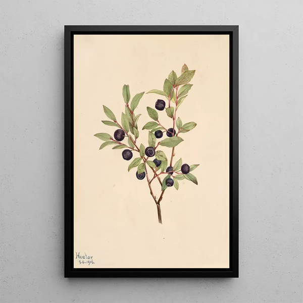 Myrtille à grandes feuilles Vaccinium membranaceum - Mary Vaux Walcott — framed artwork on a wall