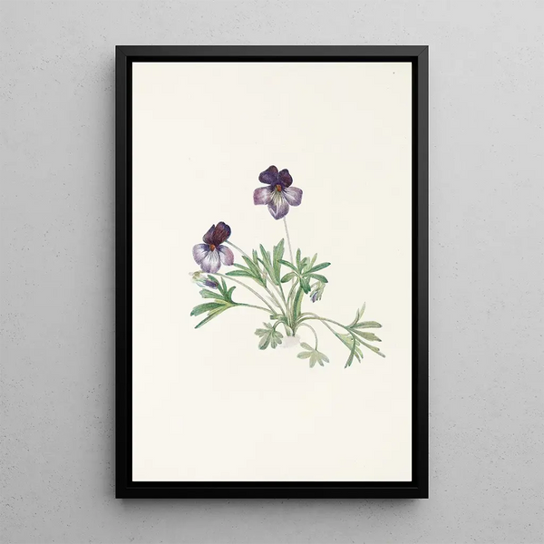 Violet Pedate Viola pedata - Mary Vaux Walcott — framed artwork on a wall
