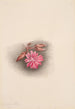 Lewisia rediviva Lewisia redivivia - Mary Vaux Walcott — artwork view