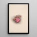 Lewisia rediviva Lewisia redivivia - Mary Vaux Walcott — framed artwork on a wall