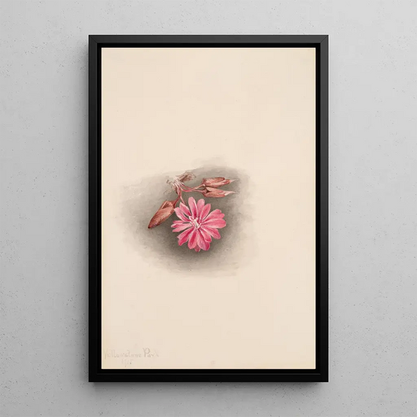 Lewisia rediviva Lewisia redivivia - Mary Vaux Walcott — framed artwork on a wall