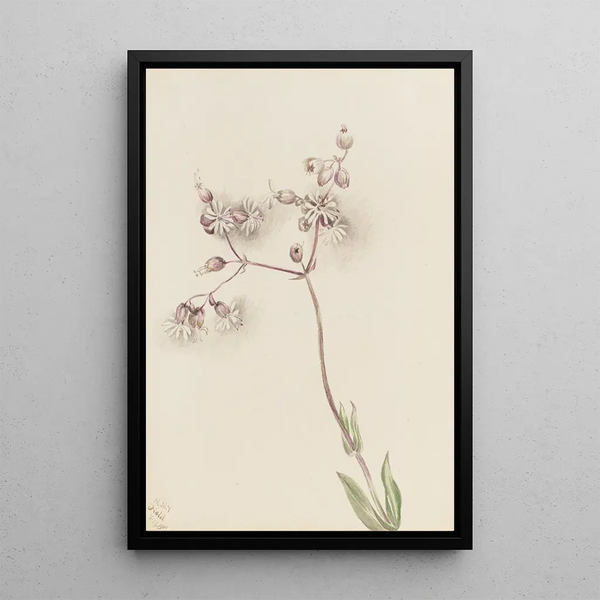 Silène enflé Silene latifolia - Mary Vaux Walcott — framed artwork on a wall