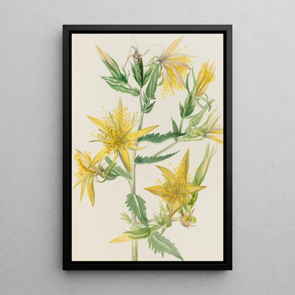 Mentzelia laevicaulis Mentzelia laevicaulis - Mary Vaux Walcott — framed artwork on a wall