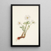 Sanguinary of Canada Sanguinaria canadensis - Mary Vaux Walcott — framed artwork on a wall