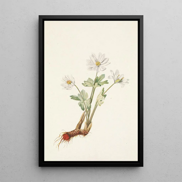 Sanguinary of Canada Sanguinaria canadensis - Mary Vaux Walcott — framed artwork on a wall