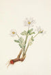 Sanguinary of Canada Sanguinaria canadensis - Mary Vaux Walcott — artwork view