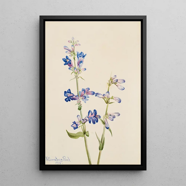 Penstémon barbu Pentstemon - Mary Vaux Walcott — framed artwork on a wall