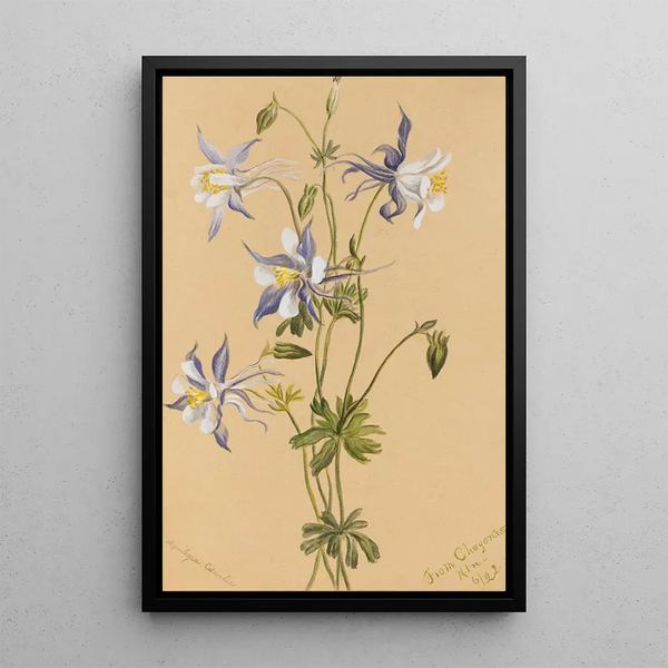 Ancolie bleue Aquilegia caerulea - Mary Vaux Walcott — framed artwork on a wall