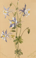 Ancolie bleue Aquilegia caerulea - Mary Vaux Walcott — artwork view