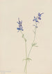 Pied d'alouette bleu Delphinium nuttallianum - Mary Vaux Walcott — artwork view