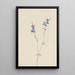 Pied d'alouette bleu Delphinium nuttallianum - Mary Vaux Walcott — framed artwork on a wall