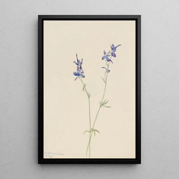 Pied d'alouette bleu Delphinium nuttallianum - Mary Vaux Walcott — framed artwork on a wall