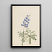 Lupin argenté Lupinus argenteus - Mary Vaux Walcott — framed artwork on a wall