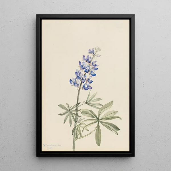 Lupin argenté Lupinus argenteus - Mary Vaux Walcott — framed artwork on a wall