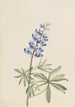 Lupin argenté Lupinus argenteus - Mary Vaux Walcott — artwork view