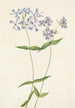 Phlox divaricé Phlox divaricata - Mary Vaux Walcott — artwork view