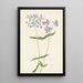 Phlox divaricé Phlox divaricata - Mary Vaux Walcott — framed artwork on a wall