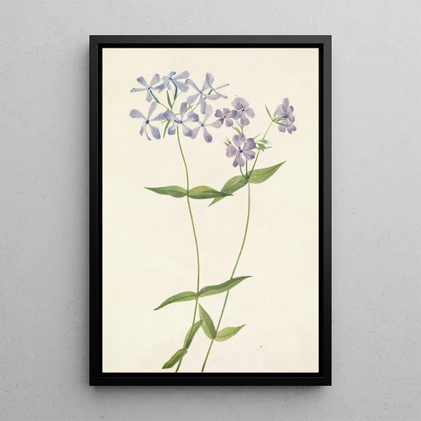 Phlox divaricé Phlox divaricata - Mary Vaux Walcott — framed artwork on a wall