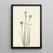 Sisyrinchium with narrow leaves Sisyrinchium angustifolium - Mary Vaux Walcott — framed artwork on a wall