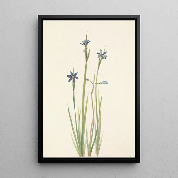 Sisyrinchium with narrow leaves Sisyrinchium angustifolium - Mary Vaux Walcott — framed artwork on a wall