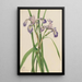 Iris versicolore Iris versicolor - Mary Vaux Walcott — framed artwork on a wall
