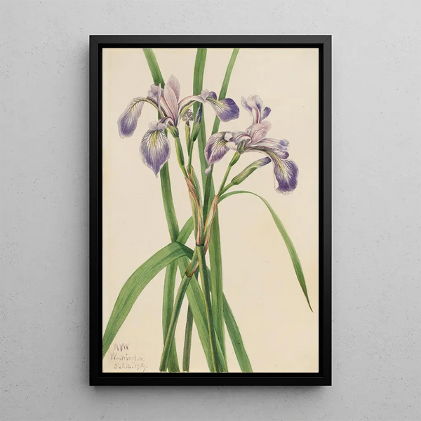Iris versicolore Iris versicolor - Mary Vaux Walcott — framed artwork on a wall