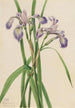 Iris versicolore Iris versicolor - Mary Vaux Walcott — artwork view