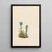 Gentiane glauque Gentiana glauca - Mary Vaux Walcott — framed artwork on a wall