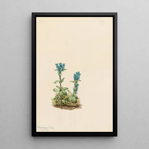 Gentiane glauque Gentiana glauca - Mary Vaux Walcott — framed artwork on a wall