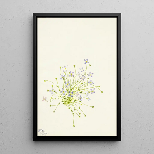 Houstonia serpyllifolia - Mary Vaux Walcott — framed artwork on a wall