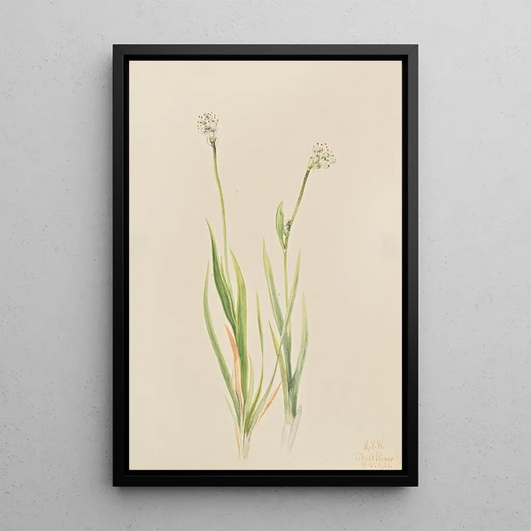 Tofieldie intermédiaire Tofieldia intermedia - Mary Vaux Walcott — framed artwork on a wall