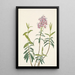 Kalmia des marais Kalmia polifolia - Mary Vaux Walcott — framed artwork on a wall