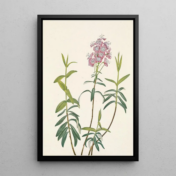 Kalmia des marais Kalmia polifolia - Mary Vaux Walcott — framed artwork on a wall