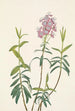 Kalmia des marais Kalmia polifolia - Mary Vaux Walcott — artwork view