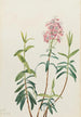 Kalmia des marais Kalmia polifolia - Mary Vaux Walcott — artwork view