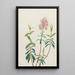 Kalmia des marais Kalmia polifolia - Mary Vaux Walcott — framed artwork on a wall