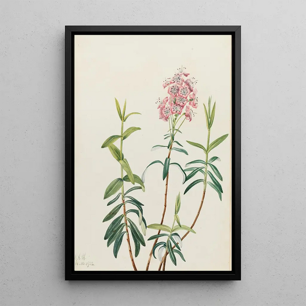 Kalmia des marais Kalmia polifolia - Mary Vaux Walcott — framed artwork on a wall