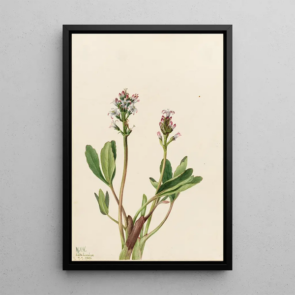 Trèfle d'eau Menyanthes trifoliata - Mary Vaux Walcott — framed artwork on a wall