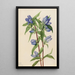 Gentiane savonneuse Gentiana saponaria - Mary Vaux Walcott — framed artwork on a wall