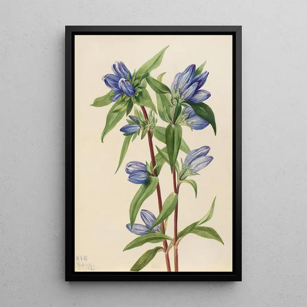 Gentiane savonneuse Gentiana saponaria - Mary Vaux Walcott — framed artwork on a wall