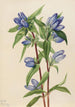 Gentiane savonneuse Gentiana saponaria - Mary Vaux Walcott — artwork view