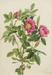 Rose de Bourgeau Rosa bourgeauiana - Mary Vaux Walcott — artwork view