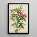 Rose de Bourgeau Rosa bourgeauiana - Mary Vaux Walcott — framed artwork on a wall