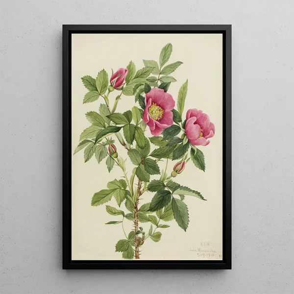 Rose de Bourgeau Rosa bourgeauiana - Mary Vaux Walcott — framed artwork on a wall