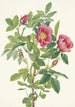 Fleur de rose de Bourgeau Rosa bourgeauiana - Mary Vaux Walcott — artwork view