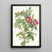 Fleur de rose de Bourgeau Rosa bourgeauiana - Mary Vaux Walcott — framed artwork on a wall