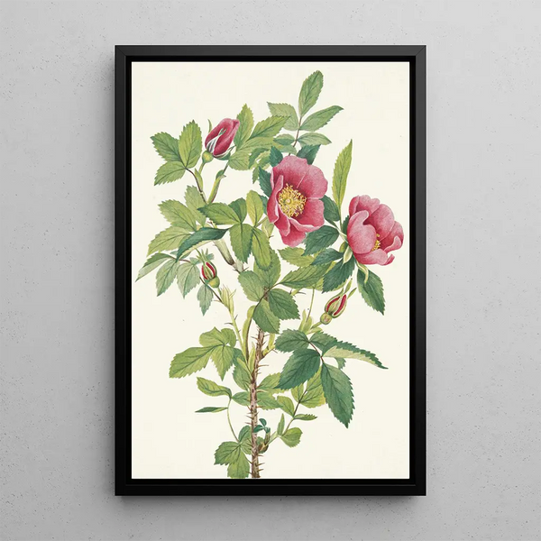 Fleur de rose de Bourgeau Rosa bourgeauiana - Mary Vaux Walcott — framed artwork on a wall