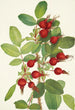 Fruit de rose de Bourgeau Rosa bourgeauiana - Mary Vaux Walcott — artwork view